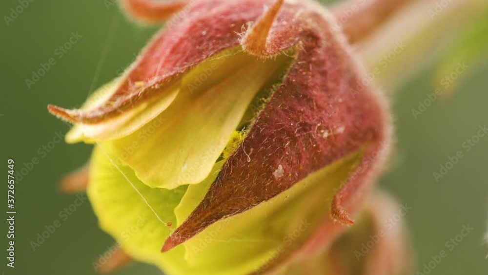 The closer look of the red sepals of the water avens The closer look of the red sepals of the water avens