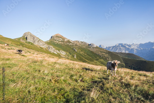 Cow grazing in the Picos de Europa in the middle of the mountain in Asturias, Spain