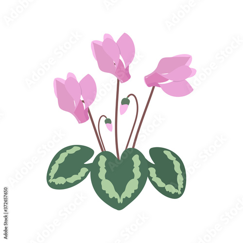 Vector illustration with cyclamen