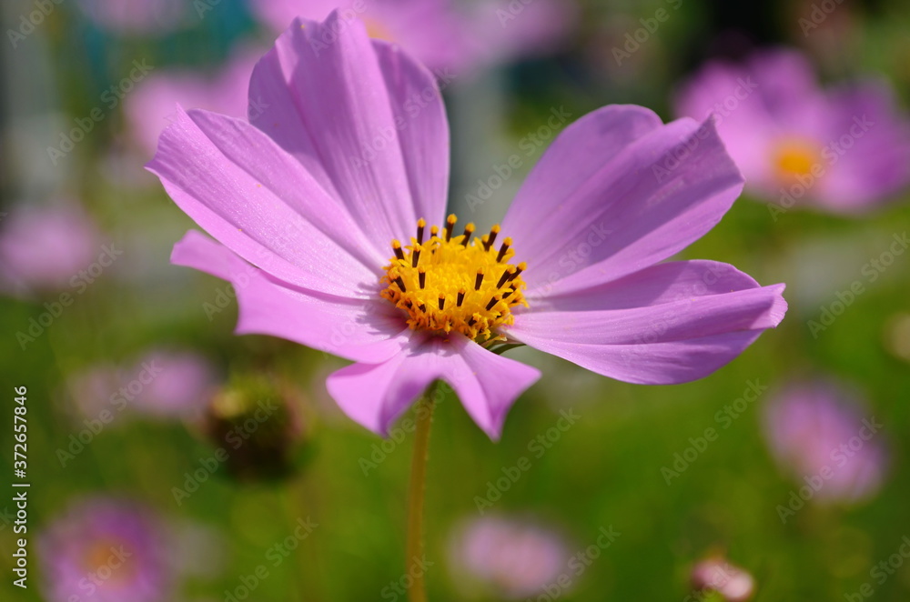 Cosmos flower (Cosmos Bipinnatus) with blurred background Cosmos flower (Cosmos Bipinnatus) with blurred background