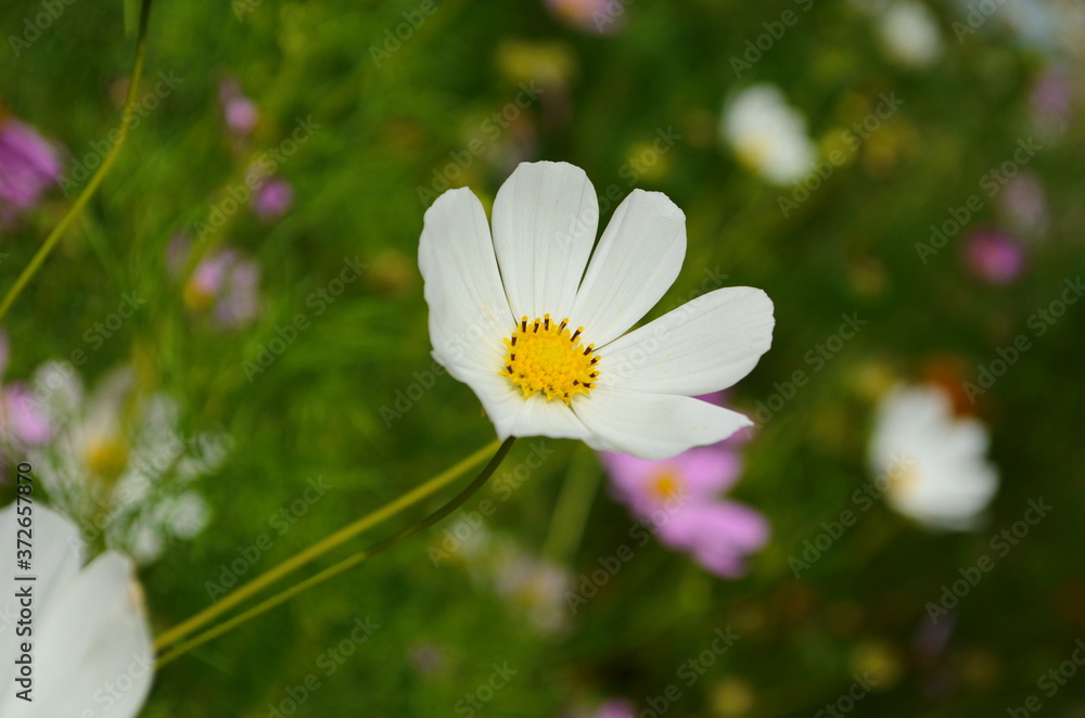 Cosmos flower (Cosmos Bipinnatus) with blurred background Cosmos flower (Cosmos Bipinnatus) with blurred background