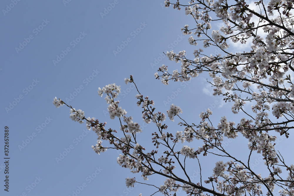 Cherry blossoms Cherry blossoms