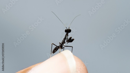 Billede på lærred 𝗔𝘀𝗶𝗮𝗻 𝗔𝗻𝘁 𝗠𝗮𝗻𝘁𝗶𝘀 on finger tips