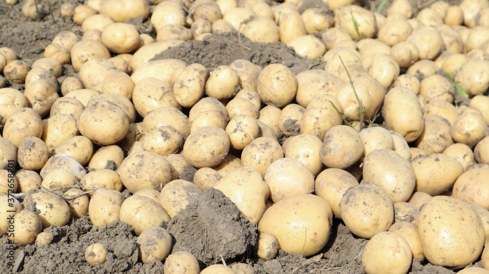 Freshly dug Riviera potatoes lie a lot on the ground in the garden. Obtained by crossing Minerva and Alkmaria. It is intended for sale on the market of early potatoes and for sale in washed form. Freshly dug Riviera potatoes lie a lot on the ground in the garden. Obtained by crossing Minerva and Alkmaria. It is intended for sale on the market of early potatoes and for sale in washed form.