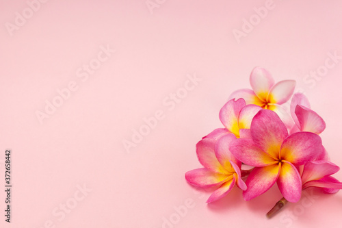 Pink frangipani flowers flat lay with copy space.