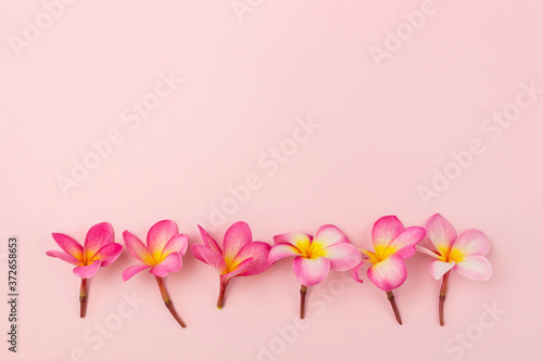 Pink plumeria flowers flat lay with copy space.