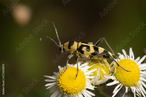 The grape wood borer on a white flower. Chlorophorus varius, is a species of beetle in the family Cerambycidae.Place for text.