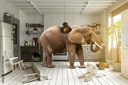 Chaos in der Küche – Elefant sucht nach Nahrung