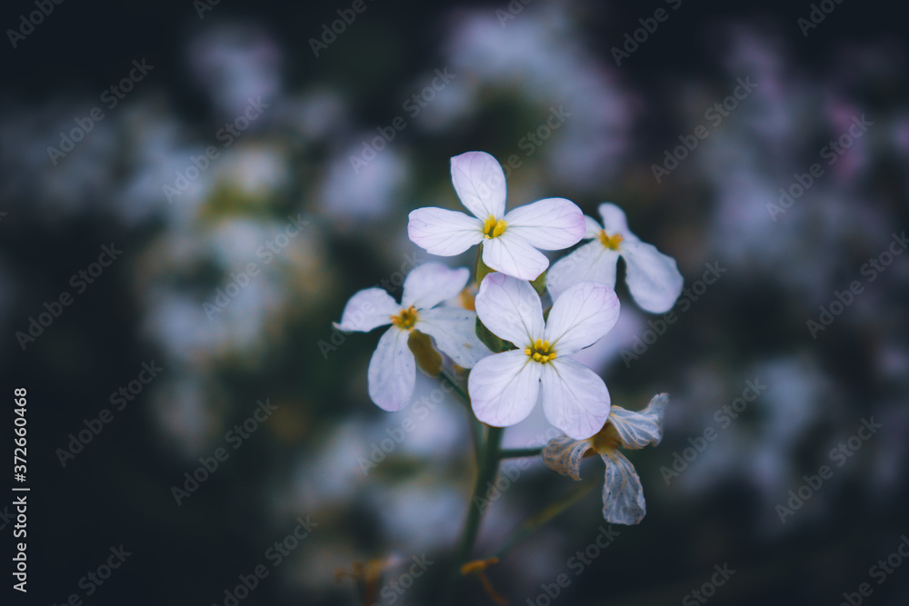 raphanus sativus var. oleiformis, beautiful small white flower with petals and blury green and dark background. raphanus sativus var. oleiformis, beautiful small white flower with petals and blury green and dark background.