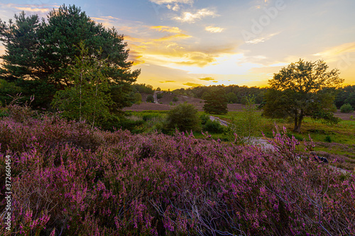 A sunset at the National park Brunssumerheide in het Netherlands, which is in a warm purple bloom during the month of August.