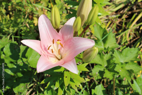 blooming lily in a park in touraine (france)