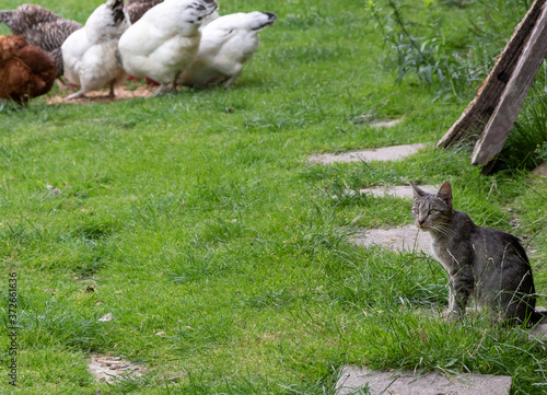 Fototapeta Naklejka Na Ścianę i Meble -  animals of the farm