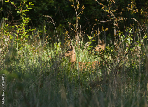 Fototapeta Naklejka Na Ścianę i Meble -  nature, animals, roe