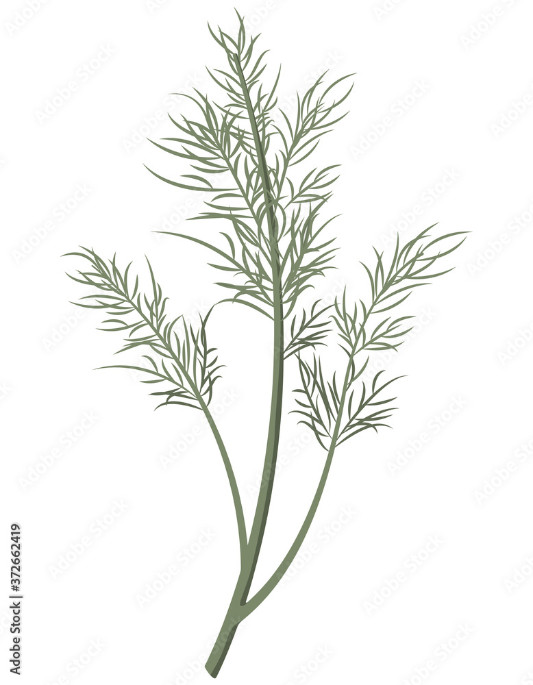 Dill in cartoon style. Fresh herb isolated on white background.