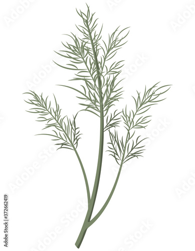 Dill in cartoon style. Fresh herb isolated on white background.