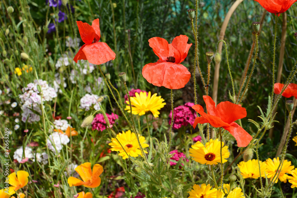 Red poppies, yellow calendula, and Sweet William flowers Red poppies, yellow calendula, and Sweet William flowers