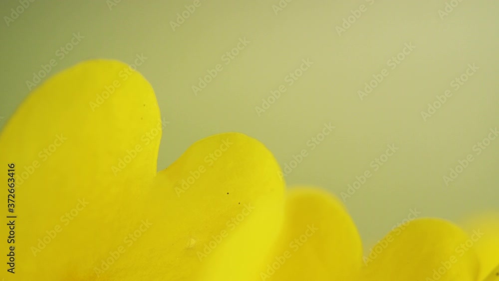 The closer look of the edge of the yellow petals of the primrose flower The closer look of the edge of the yellow petals of the primrose flower