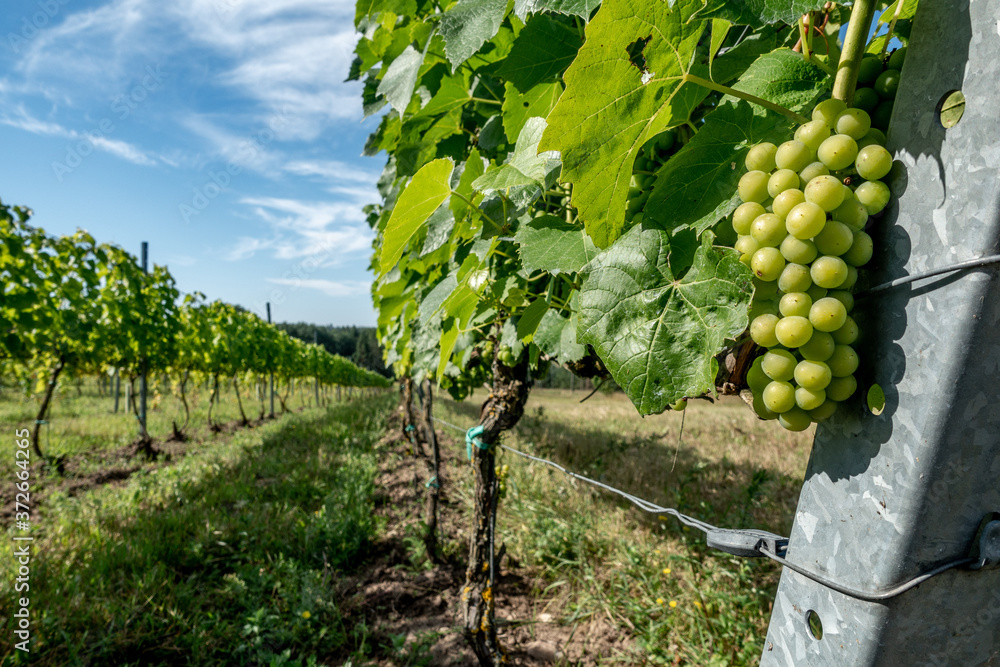 green grapes on vine, vineyard in Latvia