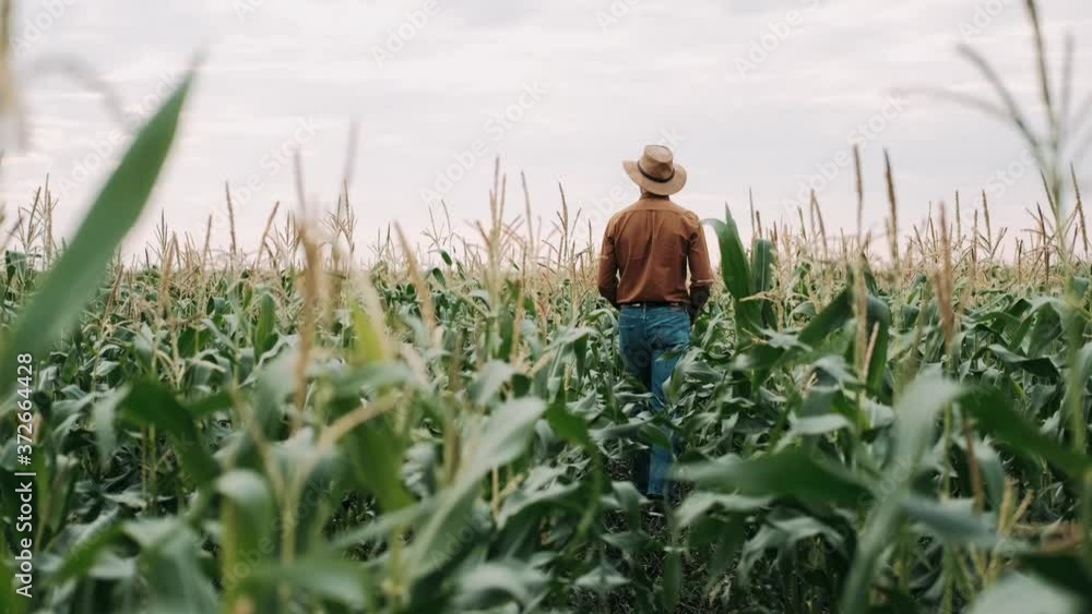 Farmer in Hat inYoung Corn Field and Examining Crop. Man Walking Through Corn Field. Corn Field Farmer Walking Landscape Nature Agriculture Growth. Organic Products Concept. Agriculture industry Farmer in Hat inYoung Corn Field and Examining Crop. Man Walking Through Corn Field. Corn Field Farmer Walking Landscape Nature Agriculture Growth. Organic Products Concept. Agriculture industry