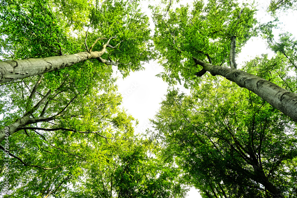 Fototapeta premium Baum Kronen