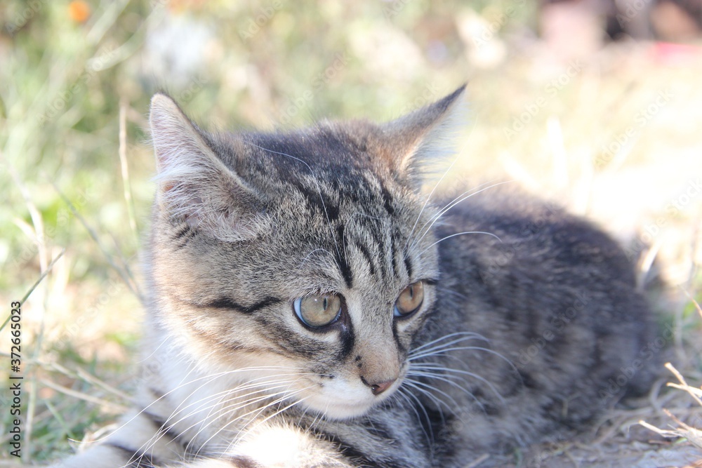 cat on the grass