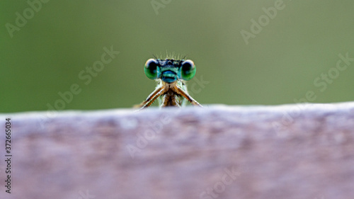 Macro of a baby dragonfly