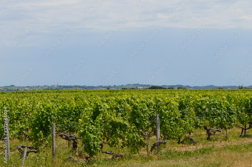 Vigne, vignoble de Gironde, vers St Emilion