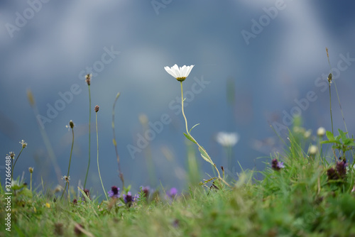 Chamomile flower in a meadow in the mountains. Green meadow on a background of mountains.
