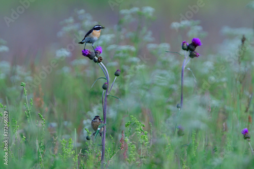 Braunkehlchen Männchen auf einer Sitzwarte photo