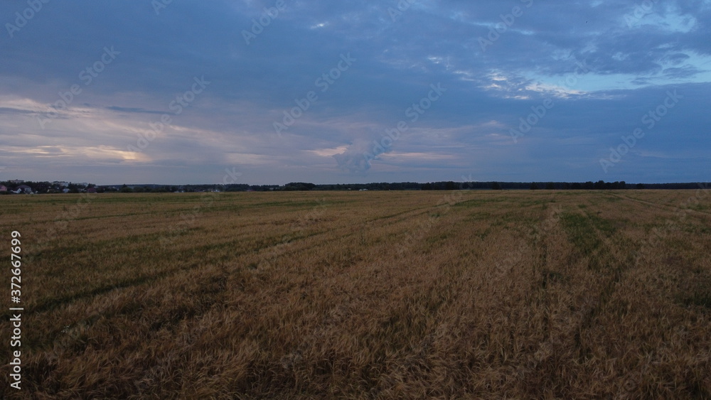 wheat field wheat field