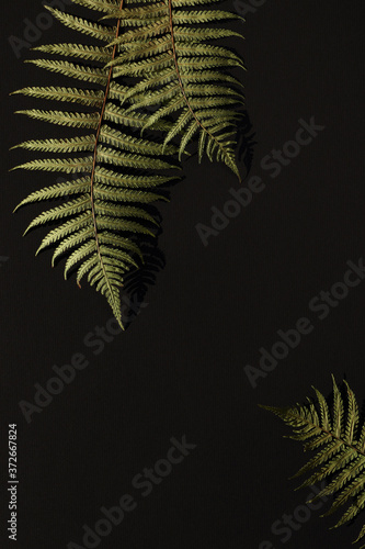 Green fern leaves on black background, leaves casting deep shadow. Autumn mood background for custom text.