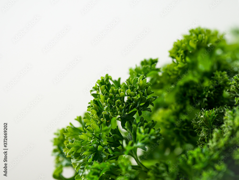 Fototapeta premium Petersilie