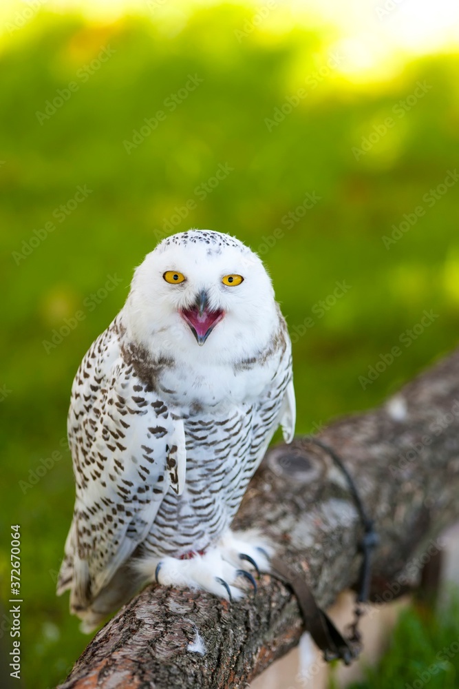 Snowy owl (Bubo scandiacus) Snowy owl (Bubo scandiacus)
