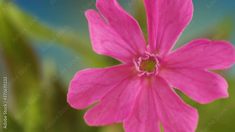 The pink petals of the flowers of the red campion The pink petals of the flowers of the red campion
