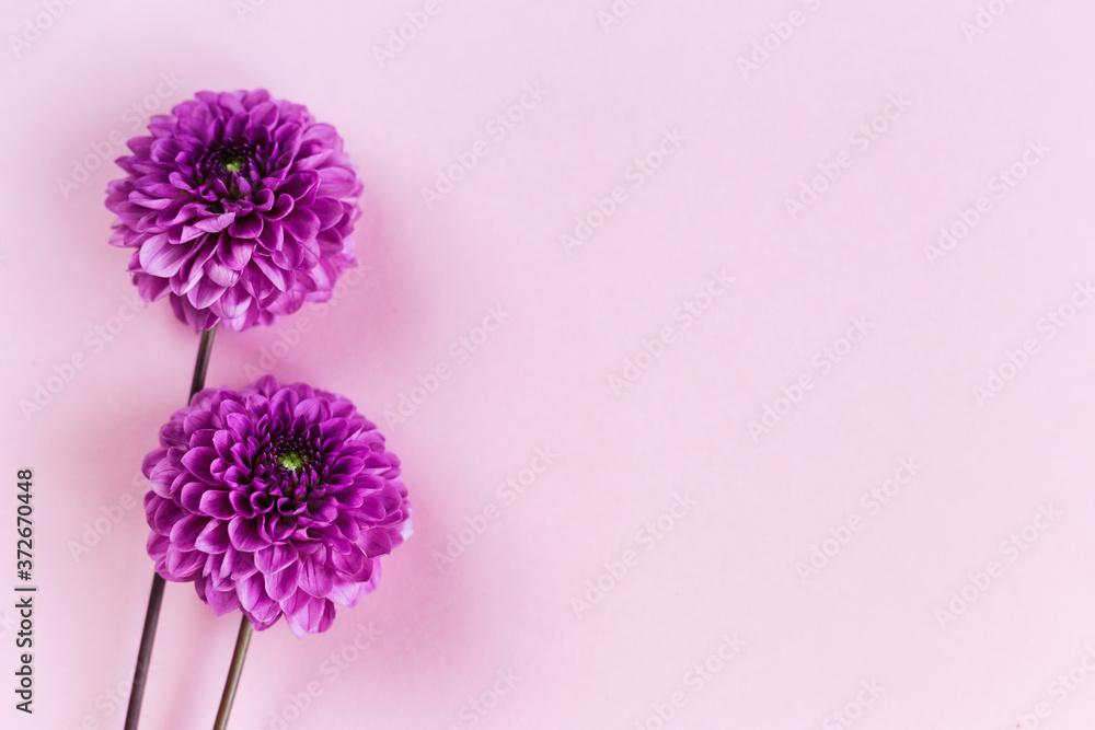 Amazing violet Dahlia flowers on a pink pastel background. Amazing violet Dahlia flowers on a pink pastel background.