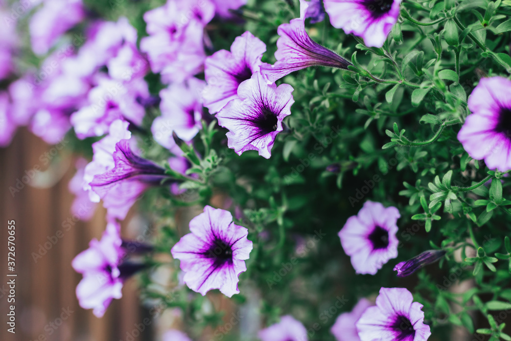 Beautiful purple Surfiniya flowers in the summer garden. Beautiful purple Surfiniya flowers in the summer garden.