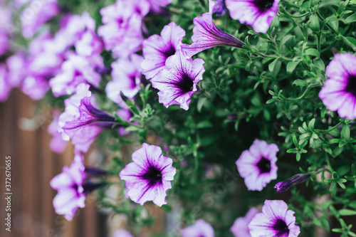 Beautiful purple Surfiniya flowers in the summer garden.