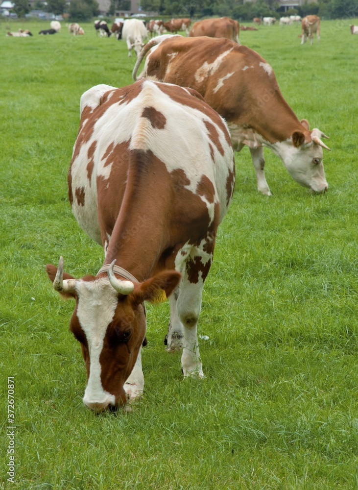 Brown dairy cows grazing on a green lush meadow in summer in Nijmegen the Netherlands Brown dairy cows grazing on a green lush meadow in summer in Nijmegen the Netherlands