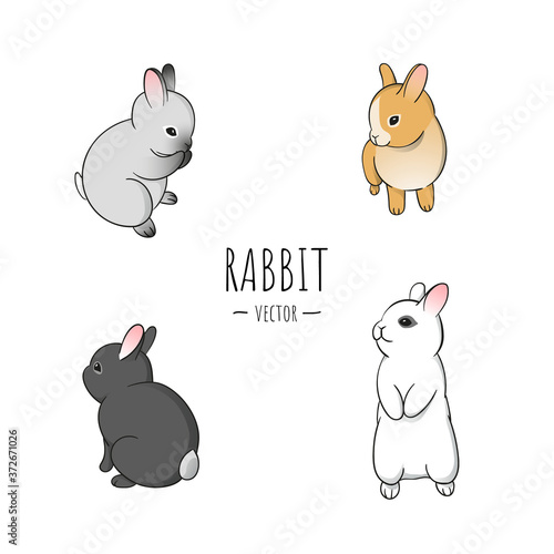 Cute little rabbits collection. Baby bunny in different colors illustration on white background. - Vector