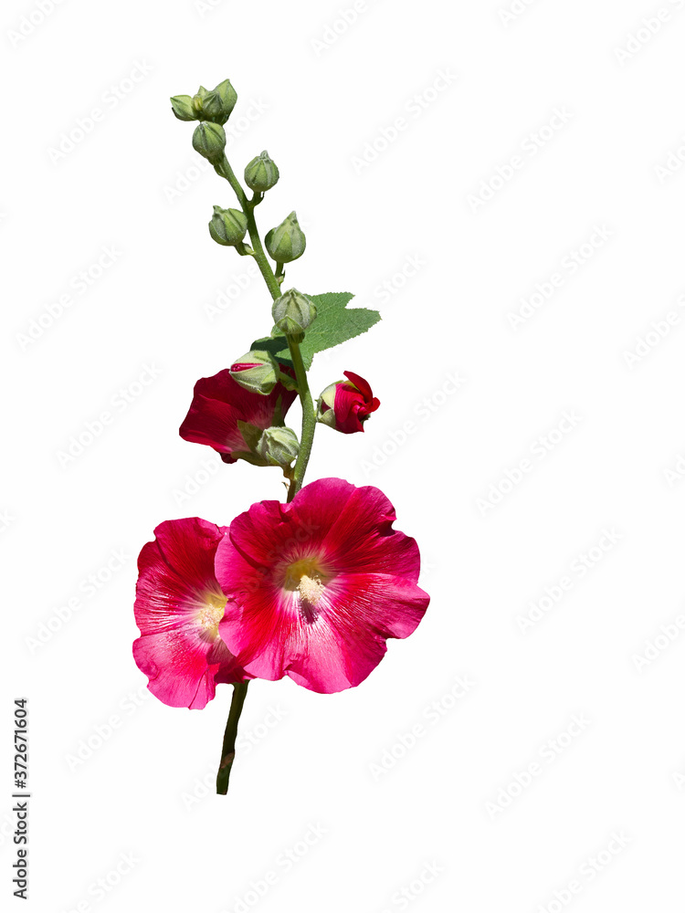 Mallow red flower isolate on a white background Mallow red flower isolate on a white background