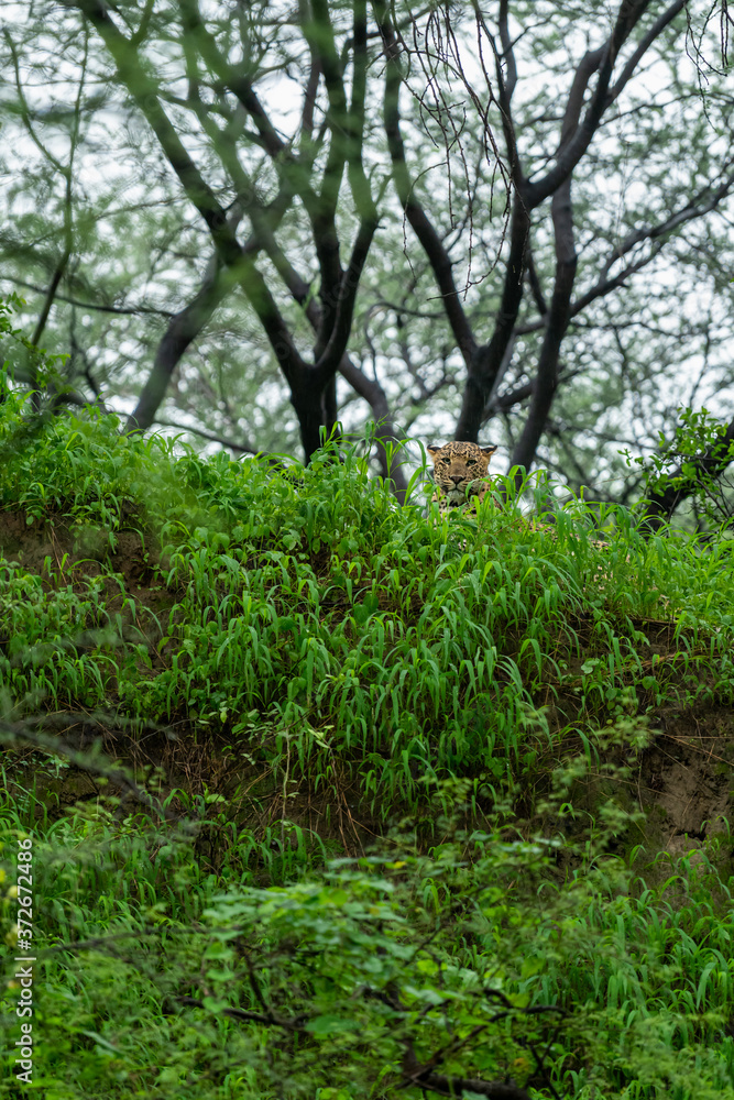 Wild male leopard or panther in sky background in monsoon season safari at jhalana leopard or forest reserve jaipur rajasthan india - panthera pardus