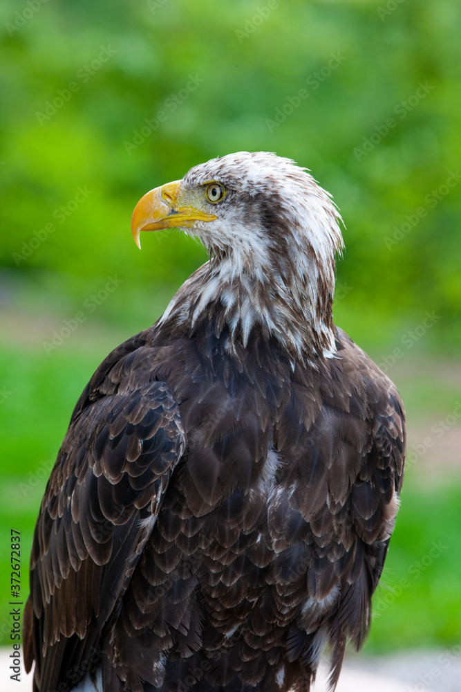 Bald eagle (lat. haliaeetus leucocephalus) Bald eagle (lat. haliaeetus leucocephalus)