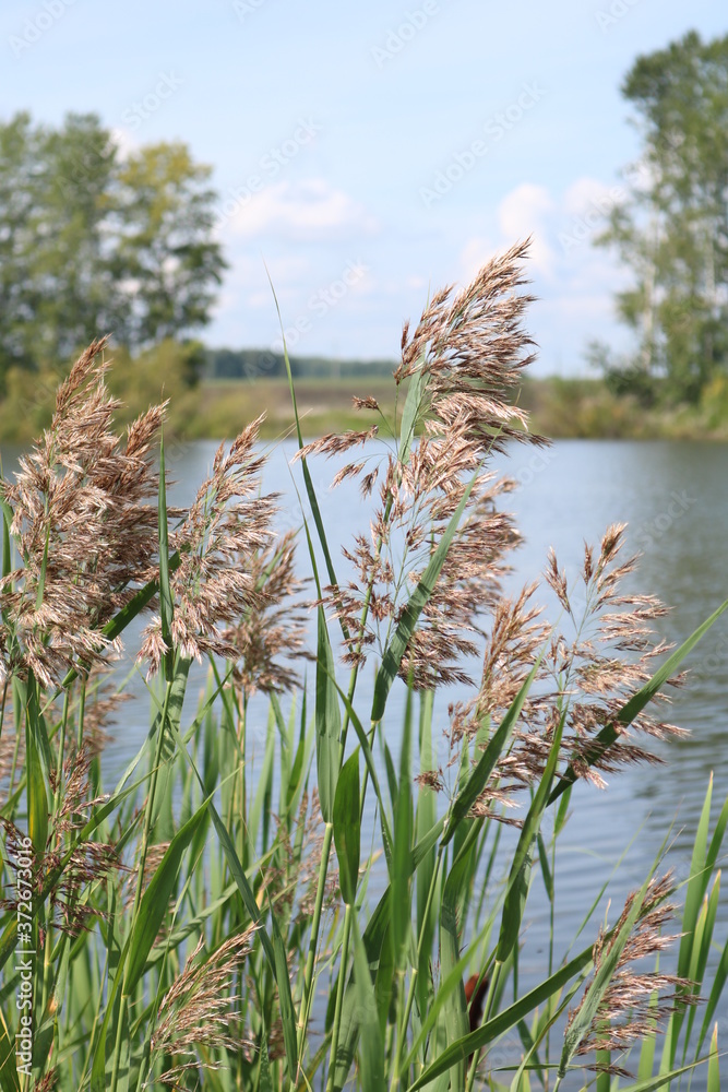 reeds and water