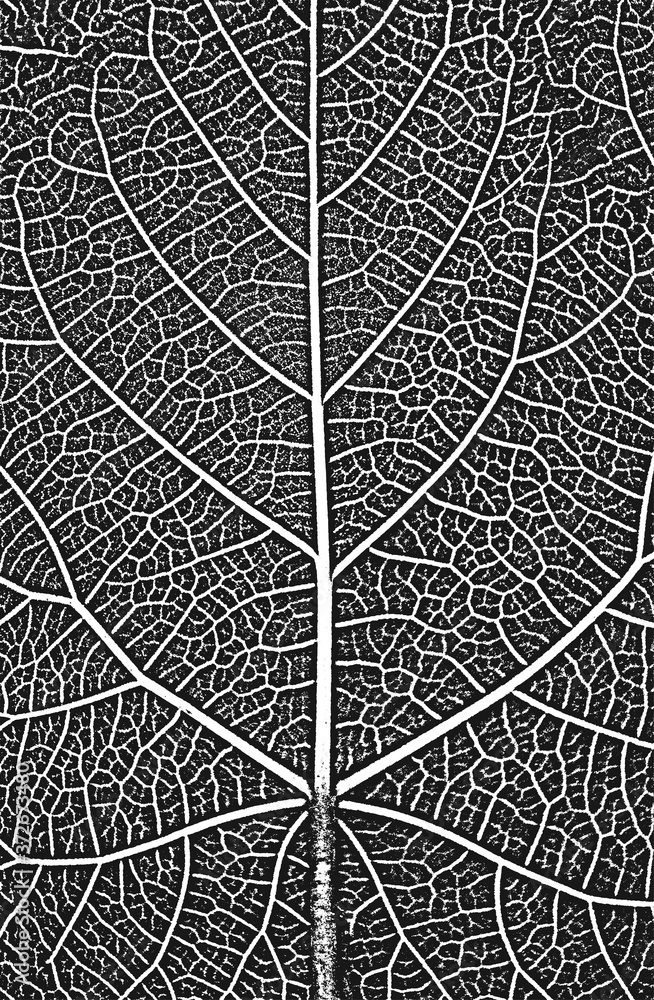 Distress tree leaves, leaflet texture. Black and white grunge background.EPS8. Vector illustration.