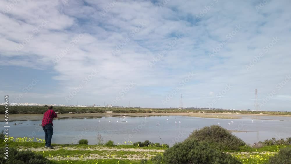 Photographer crouches down for picture of flamingos in marshes, Wide Landscape Photographer crouches down for picture of flamingos in marshes, Wide Landscape