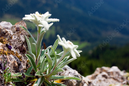 Edelweiss in the mountains