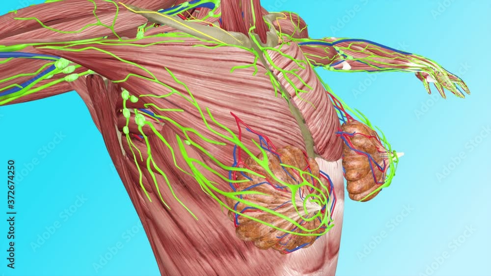 Female body Anatomy Chest Focus TPose Body Muscles Circulatory Veins