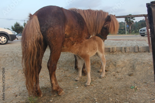 beautiful furry horse and cute foal