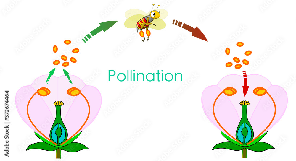 Vetor do Stock Pollination is when pollen produced in the male organ
