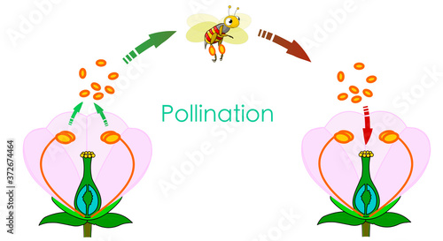 Pollination is when pollen produced in the male organ of the plant is transported by bees or insects and adheres to the hillock of the female organ. Process diagram. Illustration isolated Vector